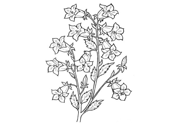 Разукрашка цветы ландыша