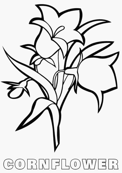 Колокольчик цветок рисунок для детей карандашом