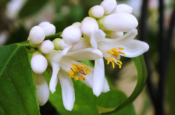 Красивый апельсин