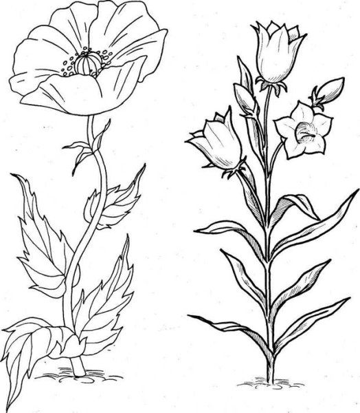 Цветы раскраска для детей