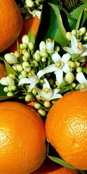 Померанец нероли Петигрен