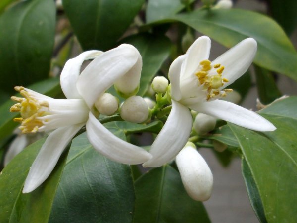 Померанец нероли Петигрен