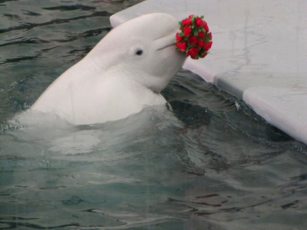 Дельфин с цветком