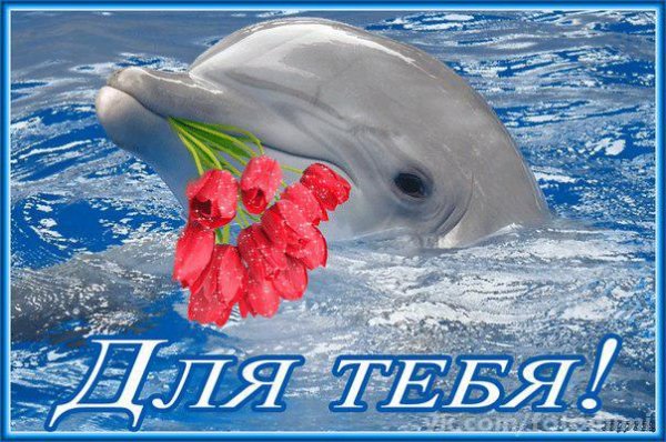 Дельфин с цветами