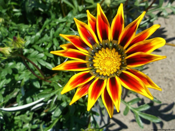 Кубань цветы-однолетники