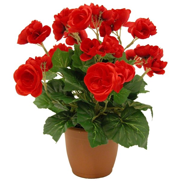 Бегония Элатиор Берсеба