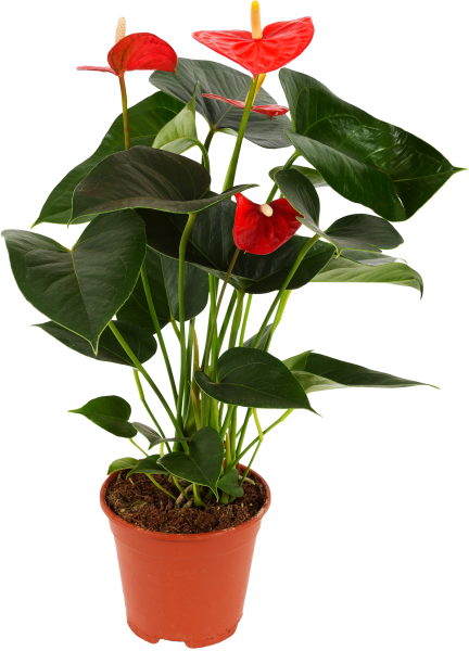 Бегония Элатиор оранж Стоун