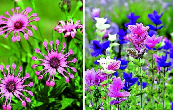 Сальвия остеоспермум