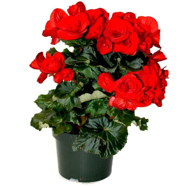 Антуриум Алексия Глориус