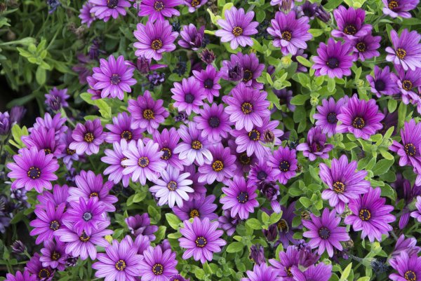 Остеоспермум Cape Daisy Purple illumination