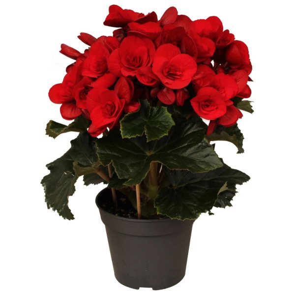 Цикламен красный