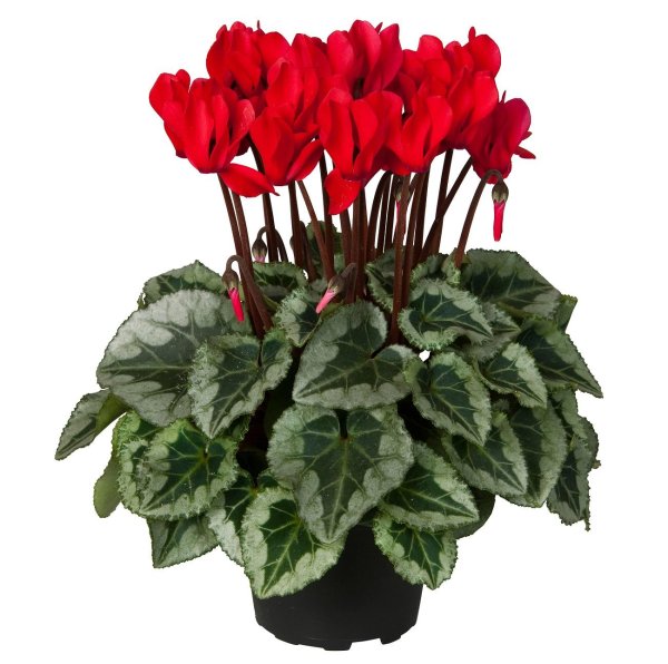 Антуриум Адиос Уайт