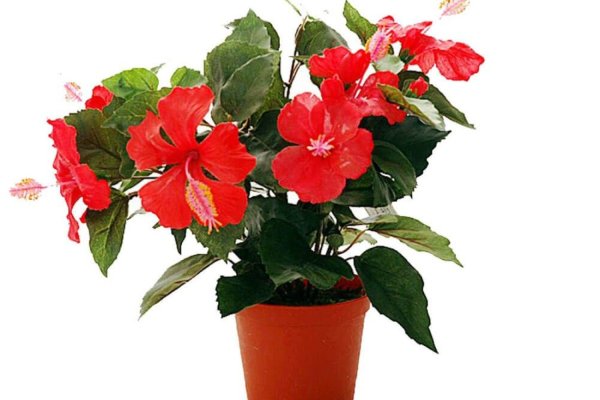 Пеларгония зональная микс d12