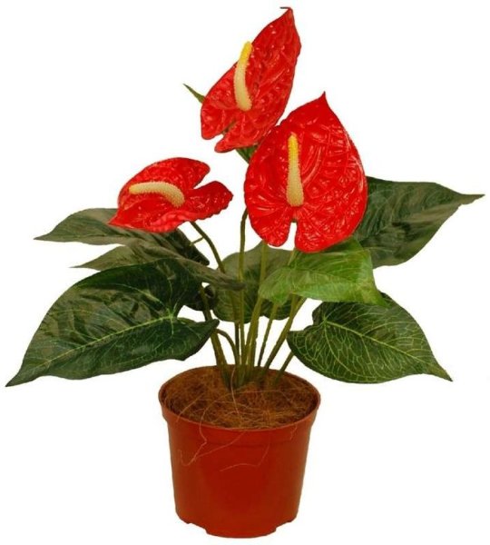 Бегония комнатная красная