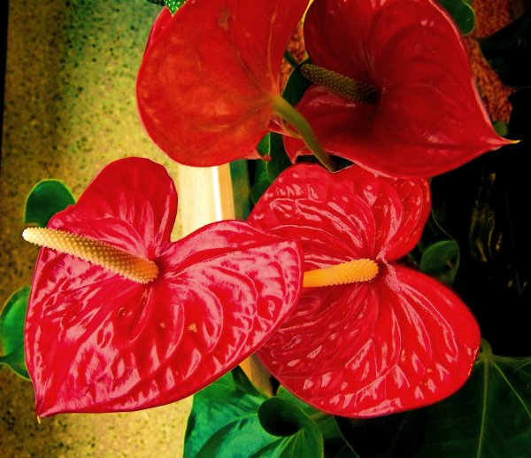 Амариллис цветок