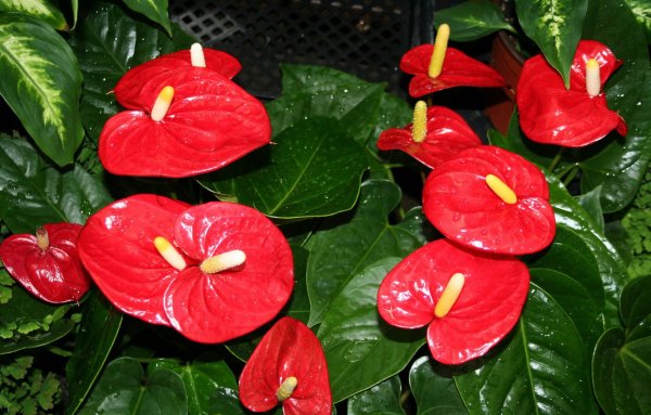 Пуансеттия Euphorbia pulcherrima