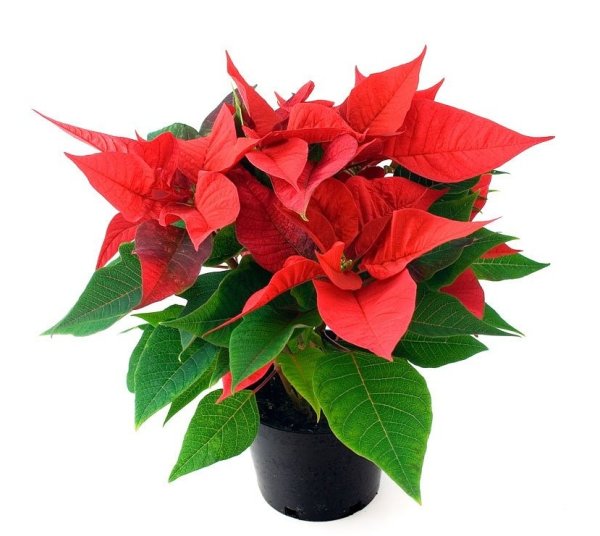 Антуриум Амалия Элеганс