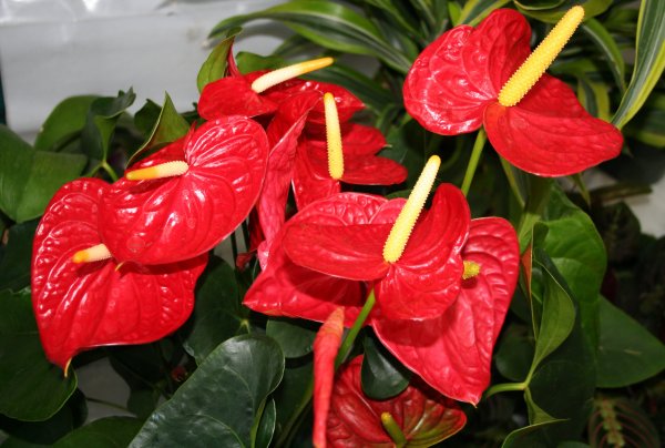 Гиппеаструм амариллис