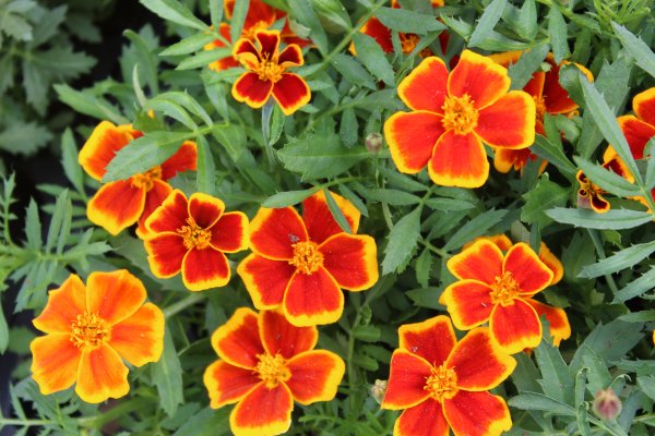 Однолетники бархатцы