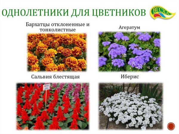 Однолетние цветы для клумбы названия