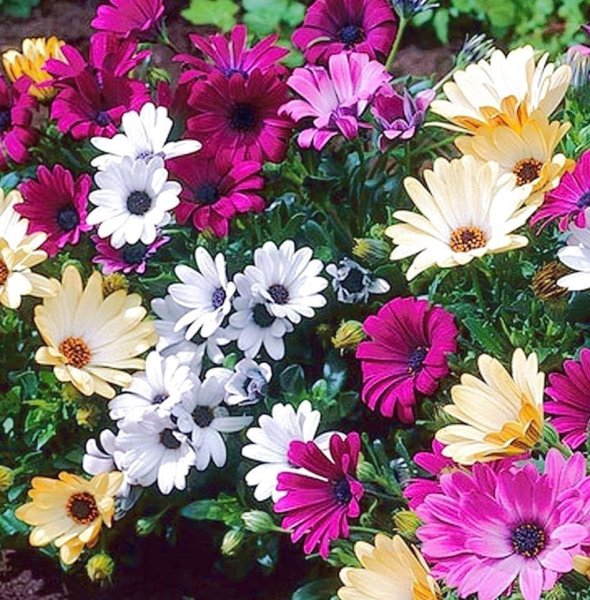 Гацания остеоспермум