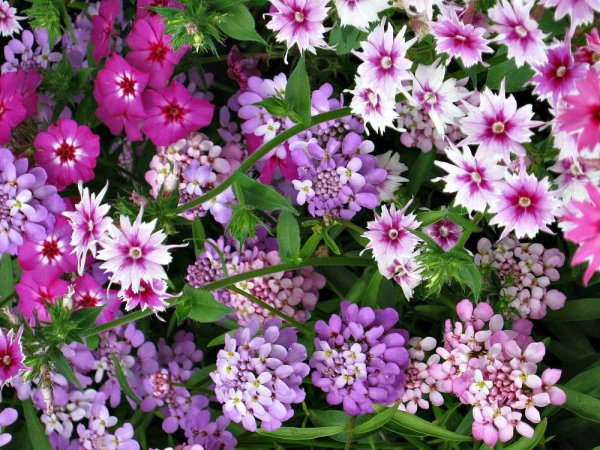 Флокс друммонда румянец