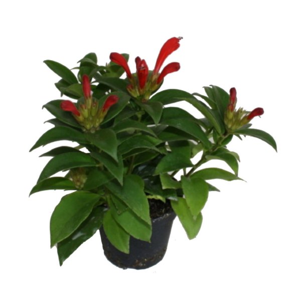 Спатифиллум красный