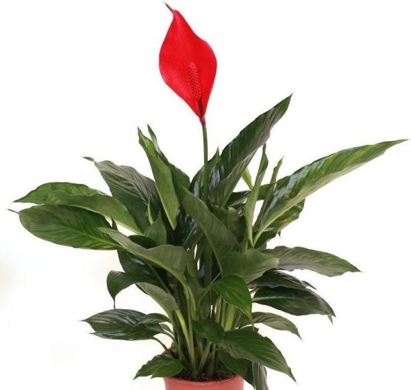 Пуансеттия Euphorbia pulcherrima