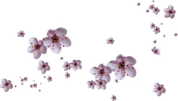 Россыпь цветов на белом фоне