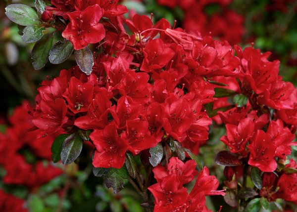 Цветок с красными листьями