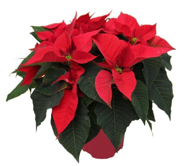 Эпифиллум Аккермана