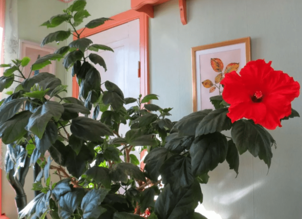 Цветок паунсенсия