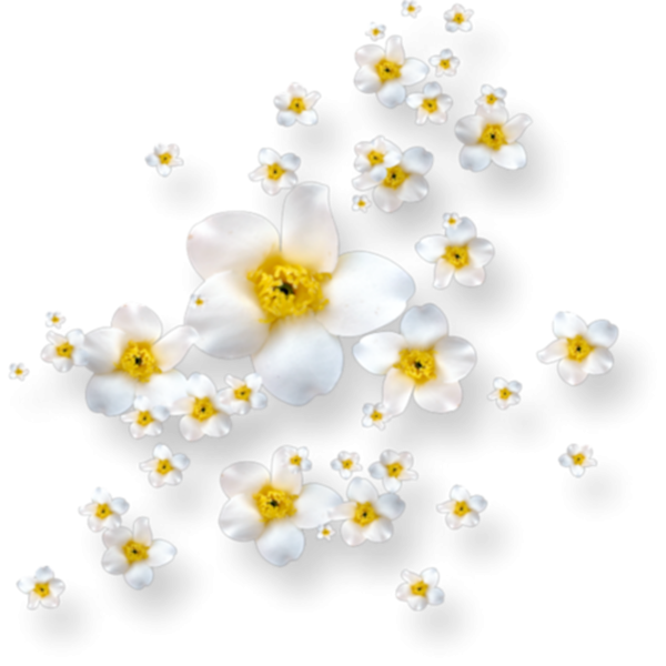 Цветочки на белом фоне