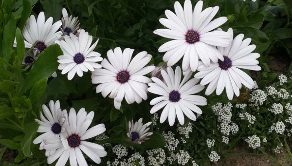 Цветы Диморфотека веселая кадриль