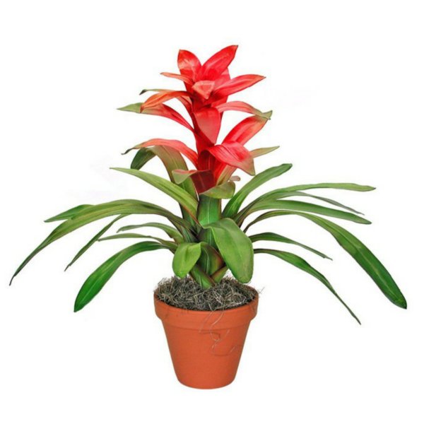 Дипладения мандевилла