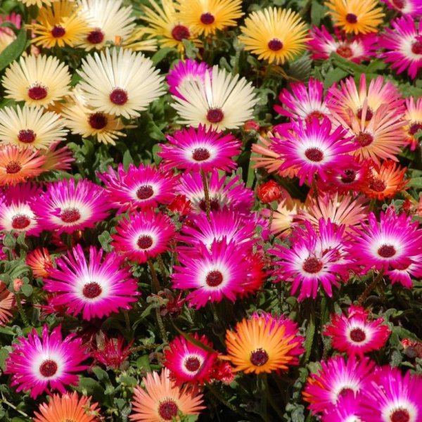 Цветы однолетки галакси