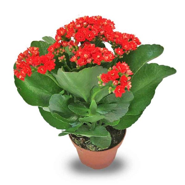 Пуансеттия Euphorbia pulcherrima