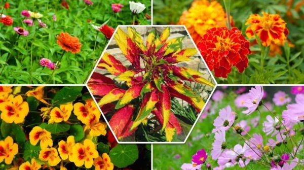 Открытый грунт однолетники двулетники