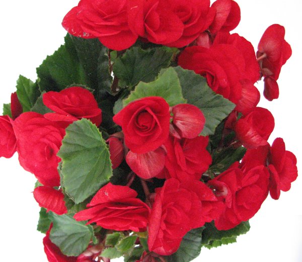 Рождественский цветок пуансетия