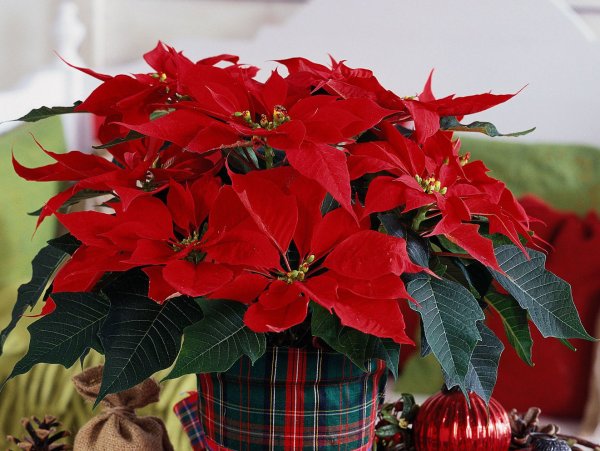 Цицерия цветок