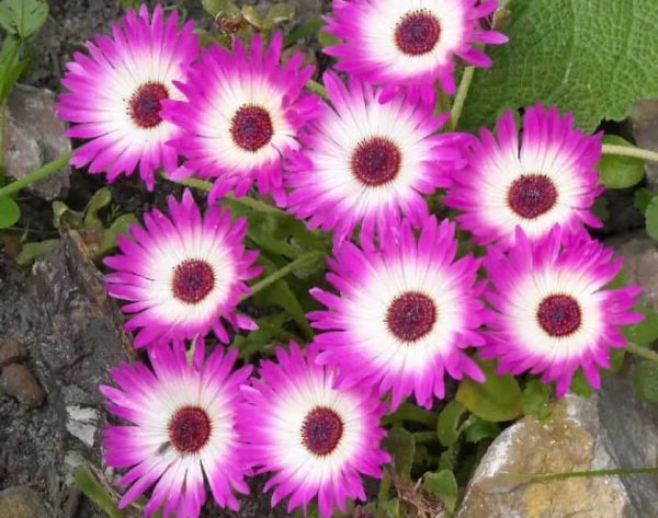 Хрустальная трава Мезембриантемум