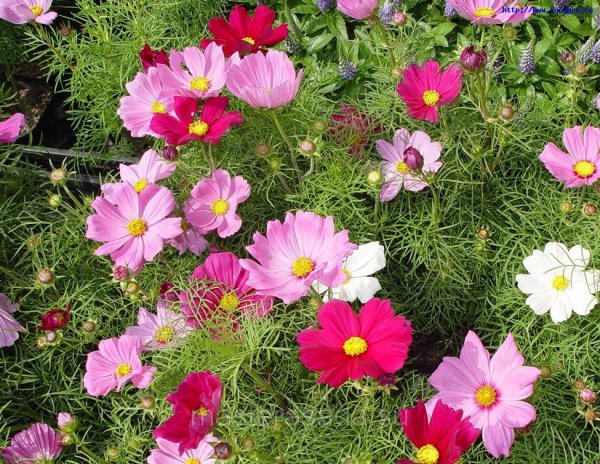 Однолетники космея