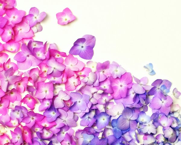 Мэри Кэй фон