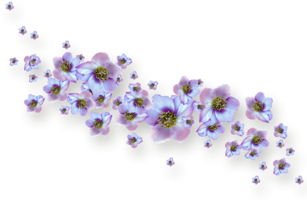 Россыпь цветов