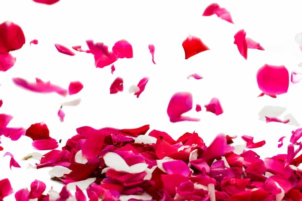 Россыпь роз