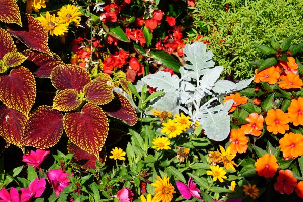 Однолетники двулетники многолетники