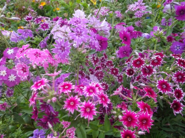 Раноцветущие цветы однолетние