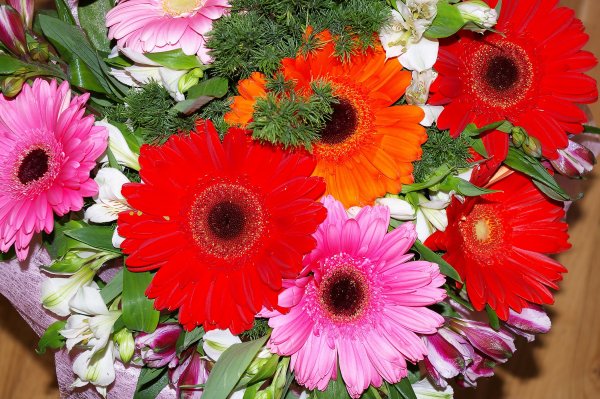 Герберы цветы