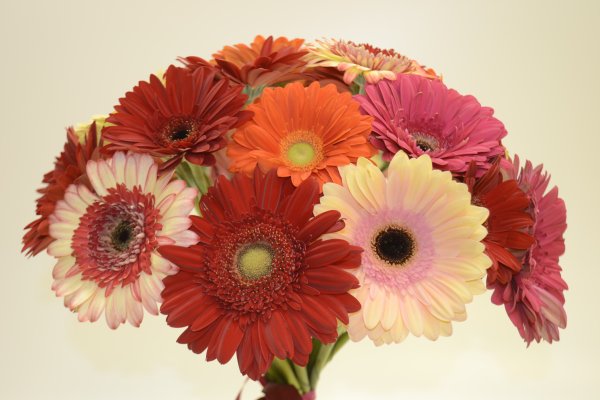 Красивые герберы и ромашки