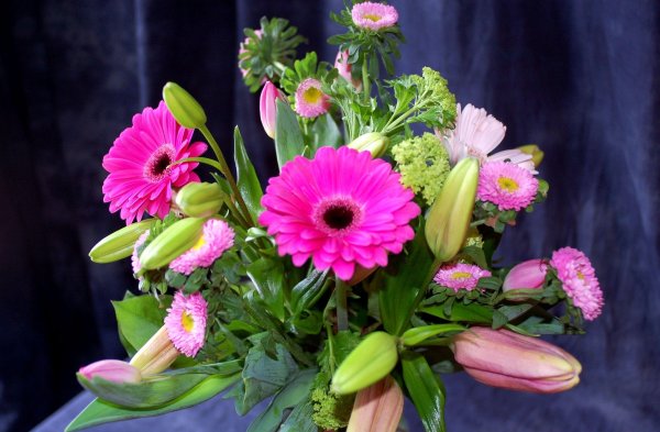 Герберы на рабочий стол